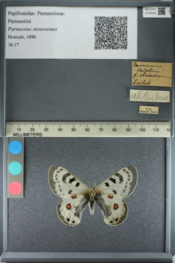 Media type: image;   Entomology 180369